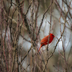 Bird perching on branch