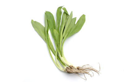 Close-up of leaf against white background