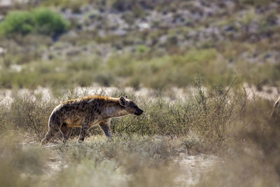 Side view of an animal on field