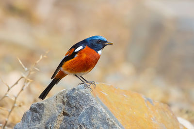 Close-up of bird perching on rock