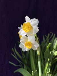 Close-up of white daffodil flower