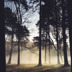 Bare trees in forest