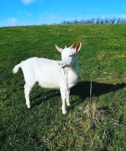 View of white cat on field