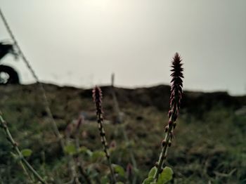 Close-up of plant on field against sky