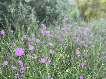 Purple crocus flowers growing on field