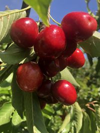 Close-up of cherries growing on plant