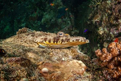 A crocodile fish is relaxing and waiting for some food