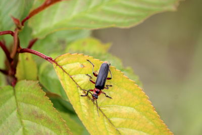 Close-up of insect on leaf