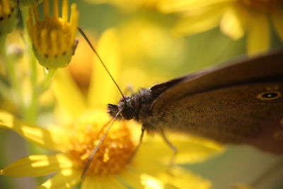 Close-up of insect on flower
