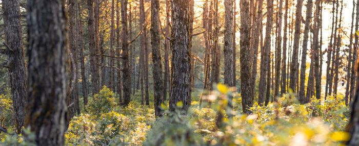 Close-up of trees in forest