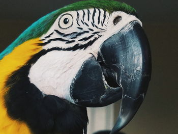 Close-up of a parrot