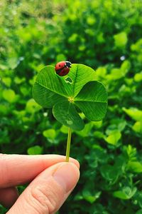 Close-up of ladybug on leaf