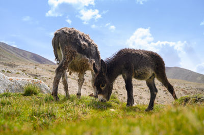 Horses grazing in a field