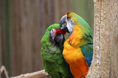 Colourful macaws grooming each other