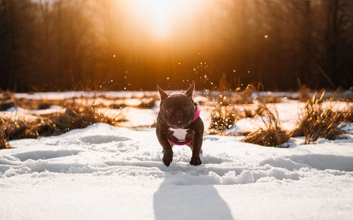 French bulldog dog running  on snow covered land during sunset