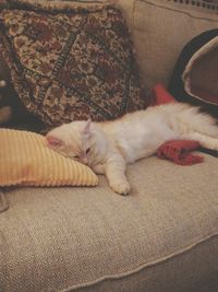 Cat sleeping on blanket