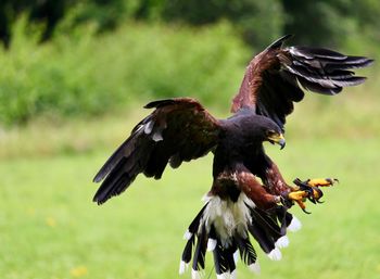 Close-up of eagle flying