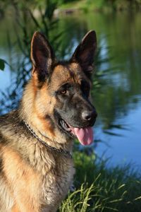 Close-up portrait of a dog