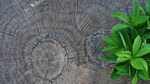 Full frame shot of tree stump