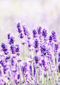 Close-up of insect on purple flowering plant