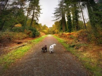 Rear view of horse walking on road in forest