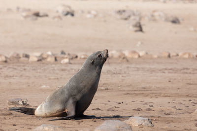 High angle view of sea lion on sand