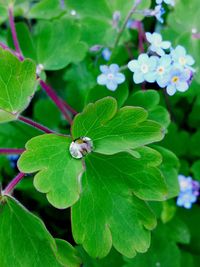 Close-up of purple flowers