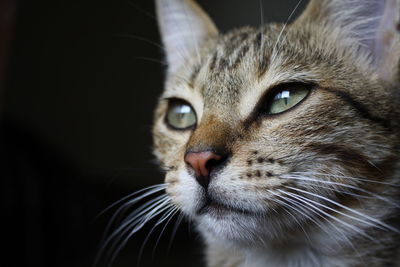 Close-up portrait of cat