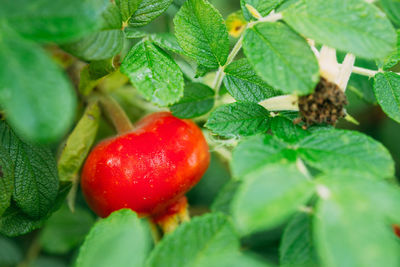 Close-up of tomatoes growing on tree