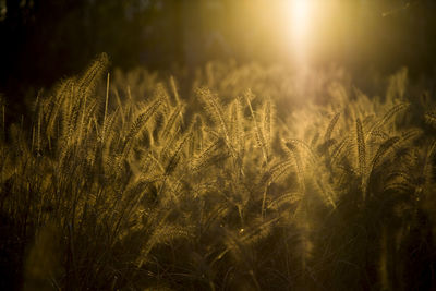 View of wheat field against bright sun