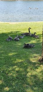 View of birds on grassy land