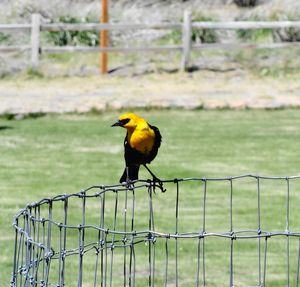 Bird perching on fence