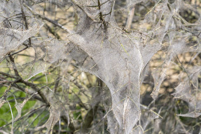 Close-up of tree trunk