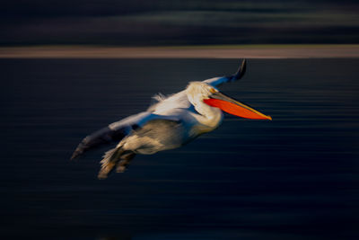 Pelican on lake