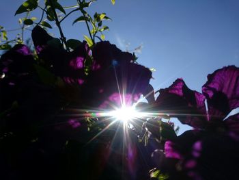 Sun shining through trees