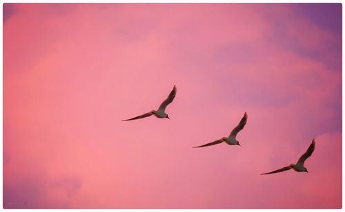 Low angle view of birds flying against sky