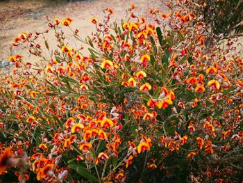 Close-up of orange flowers blooming outdoors