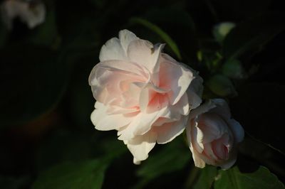 Close-up of white rose