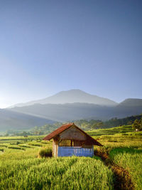 Scenic view of field against clear sky