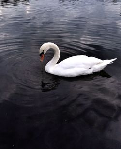 Swans swimming in water