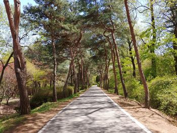 Empty road along trees in forest