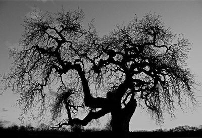 Bare trees against sky