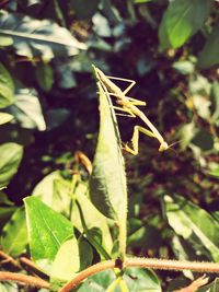 Close-up of insect on leaf