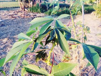 High angle view of leaves on field