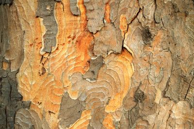 Detail shot of tree trunk