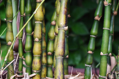 Full frame shot of bamboo