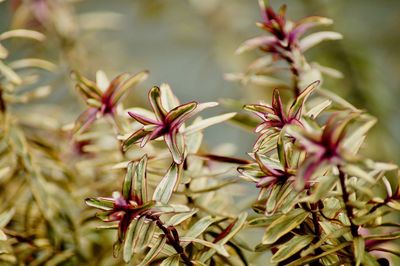 Close-up of flowering plant