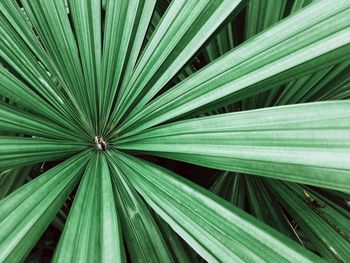 Full frame shot of palm leaf