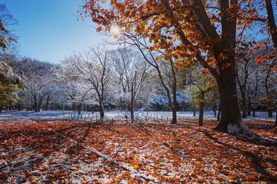 Trees in park during autumn