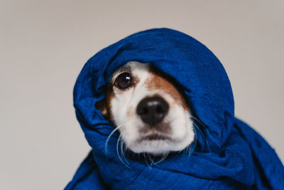 Close-up portrait of dog wearing headscarf